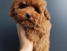 Мальтипу, Пудели, Пушоны.