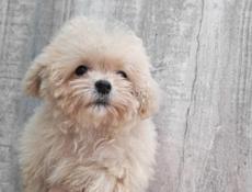 Мальтипу, Пудели, Пушоны.