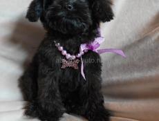 Мальтипу, Пудели, Пушоны.