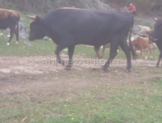 Бык 170-200 кг 
