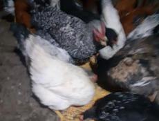 Продаются петухи