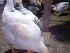 Продаются петухи 