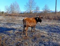 Продаются корова на мясо р. Очамчира с. Илор все по телефону 