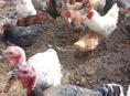 Продаются петухи по 2500 рублей