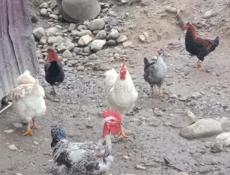 Продаются петухи по 2500 рублей