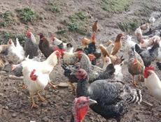 Продаются петухи по 2500 рублей