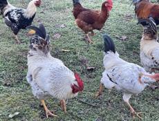 Продаем петухов