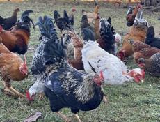 Продаем петухов