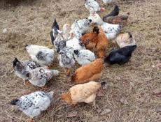 Продам курей 