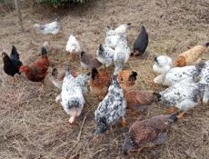 Продам курей