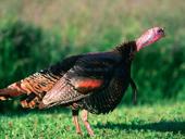 Продаются индюшки