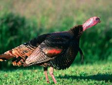 Продаются индюшки