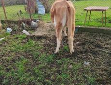 Продаётся тёлка 