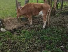 Продаётся тёлка 