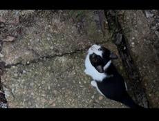 Отдам котенка в Добрые руки