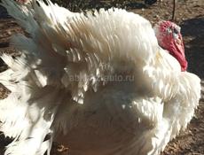 Продаются индюки