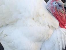 Продаются индюки