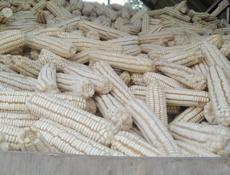 Кукуруза белая