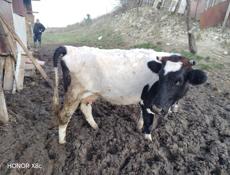 Продаю скот 