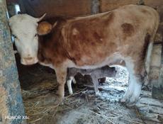 Продаю скот