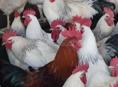 Петухи 