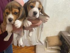 Чистокровные Бигли❗