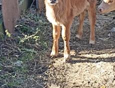 Продается телка, 2 месяца 