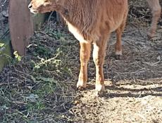 Продается телка, 2 месяца 