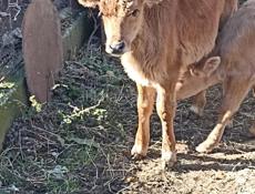 Продается телка, 2 месяца 