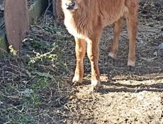 Продается телка, 2 месяца 