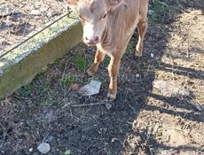 продается бычок 