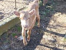 продается бычок 