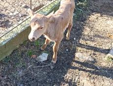 продается бычок 