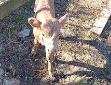 продается бычок 