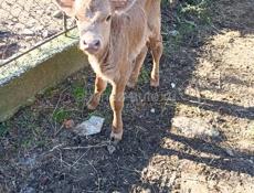 продается бычок 