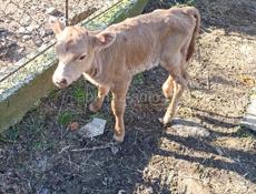 продается бычок 