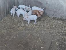 Продаются свиньи Очамчира все по телефону 