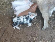 Продаются свиньи Очамчира все по телефону 