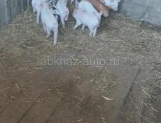 Продаются свиньи Очамчира все по телефону 