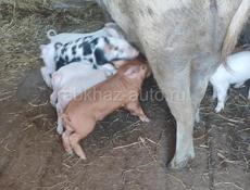 Продаются свиньи Очамчира все по телефону 