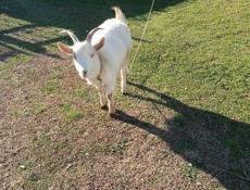 Продаю козу