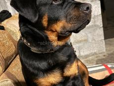 Ротвейлер Продам Срочно 