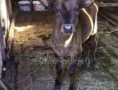 Срочно продаю корову без торга!!!