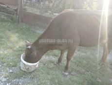 Срочно продаю корову без торга!!!