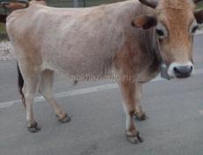 Продается бык 150кг 90тыс(торг уместен)