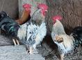 Петухи домашние 