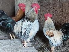Петухи домашние 