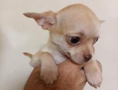 Чихуахуа