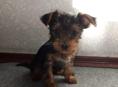 Продам чистокровного щенка Йорка ( мальчик )