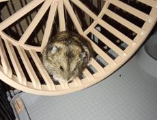 Джунгарский хомяк